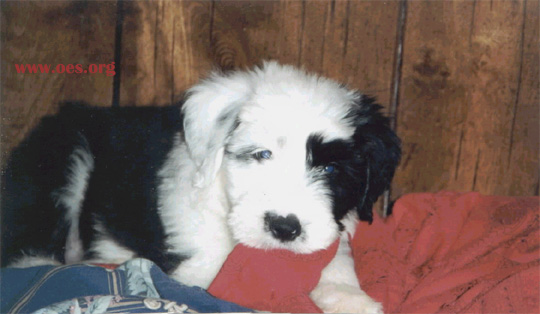 Bear, a cute little Old English Sheepdog Puppy, playfully chews on the blanket of the human bed on which he is lying.