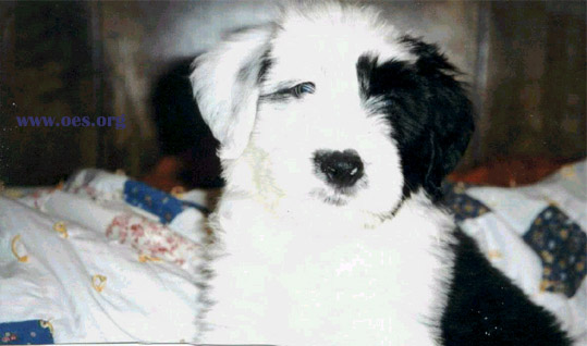 Bear, a cute little Old English Sheepdog Puppy, looking very cute on the human bed.