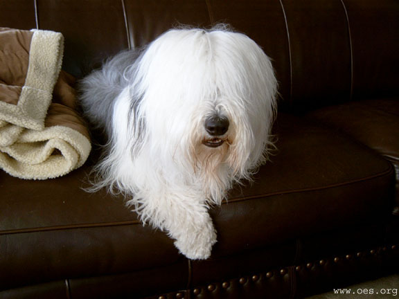 Old English Sheepdog Bently sitting in a nice brown leather couch with one paw hanging over the front edge.