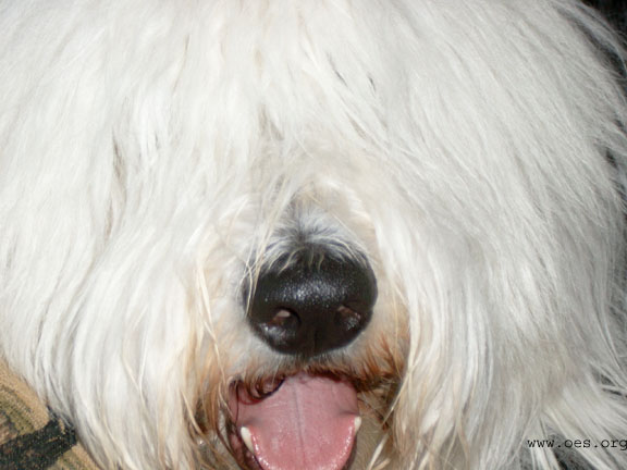 A very close up picture of Bently the Old English Sheepdog. All that can be seen is white hair, a black nose, and a pink tongue.
