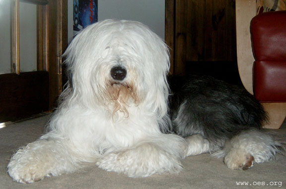 Old English Sheepdog Bently lying majestically on the carpet, with his head up and one paw folded under.