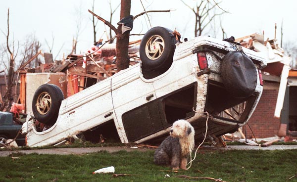 A very dirty Blarney, the old English Sheepdog is sitting in front of a scene of devastation, and he is tied with a rope through the broken windows of an overturned Sport Utility Vehicle.