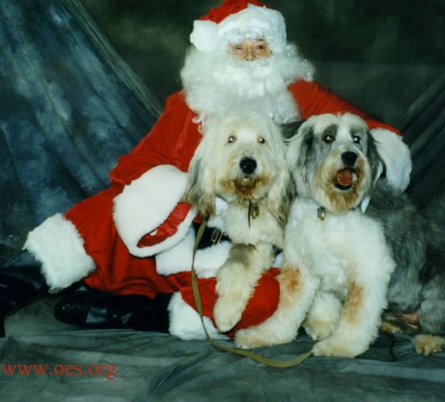 Santa Clause is half-lying on the floor with a professional studio background, holding and hugging two Old English Sheepdogs.