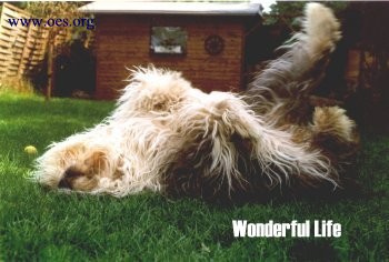 Flocke the Old English Sheepdog is lying on her back, wagging her feet in the air.  The photo is titled Wonderful Life.