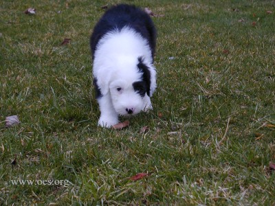 A 10 week old Old English Sheepdog Puppy walking in the grass in a stalking manner coming towards the camera.