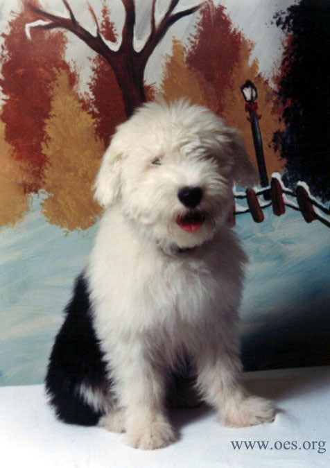 Professional photo pf Phoebe, a four and one half month old Old English Sheepdog, in front of an impressionistic fall and winter scene.