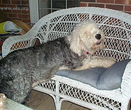 Raleigh the Old English Sheepdog  half on (his front half) and half off a white wicker sofa.