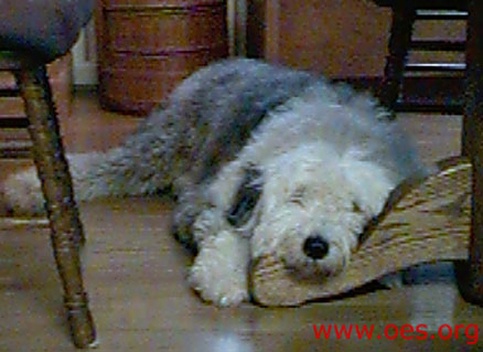Sampson the Old English Sheepdog lying under the kitchen table with his head up on one of the legs of the table.