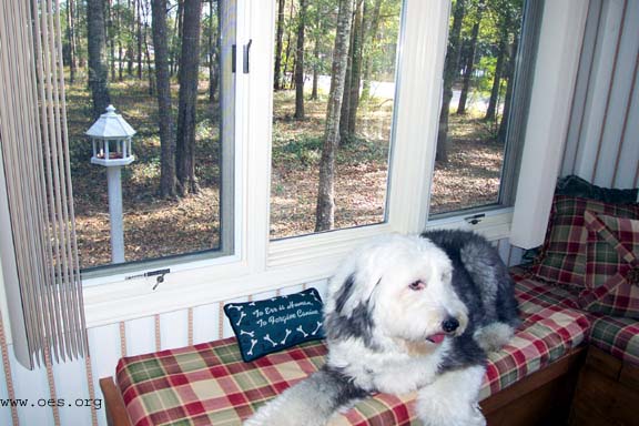 Sampson lying in a red plaid window seat with woods outside.