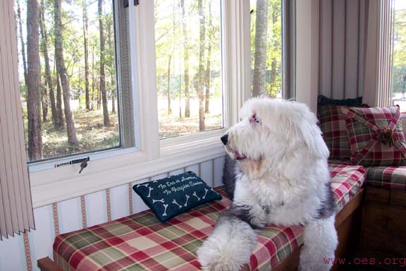 Sampson lying in a red plaid window seat with woods outside. Pliiow on seat reads To Err is Human, To Forgive Canine.