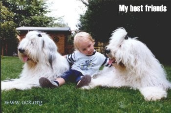 Two Old English Sheepdogs on either side of a little blond heaired boy. The photo is titled My Best Friends