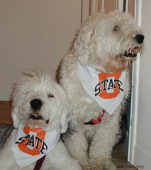 Two sheepdogs wearing bandanas with the logo of Oklahoma State