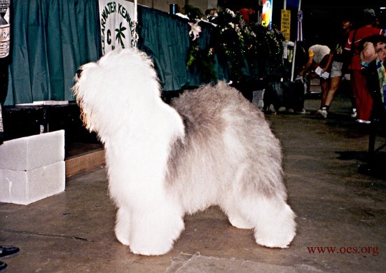 An Old English Sheepdog posing at a dog show.