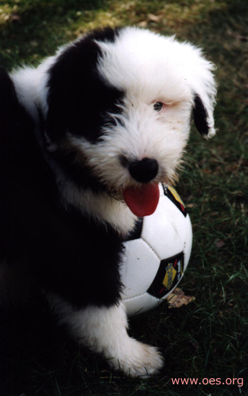 Annie the Old English Sheepdog poses with a soccer ball