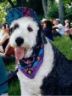 Close up of Jake, the Old English Sheepdog, sitting, wearing a blue and black and red bandana and hat.